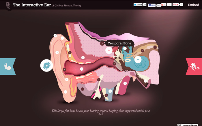 Normal Ear Visualization Educational Illustration: Interactive Ear Visualization | medvis.org